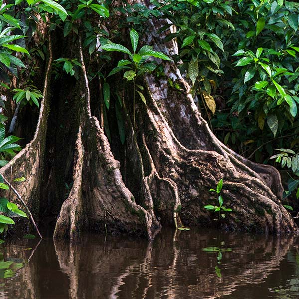 Tortuguero 