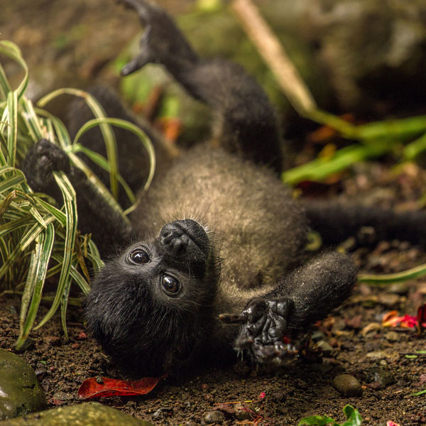 Grandes shows naturais de Costa Rica