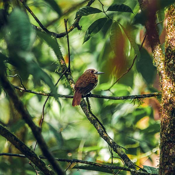 Observação de aves