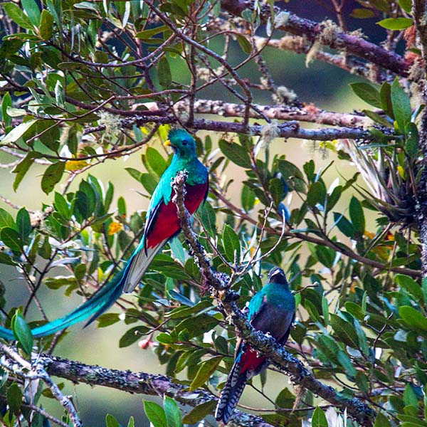 Los quetzales