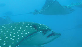 Buceo en Costa Rica