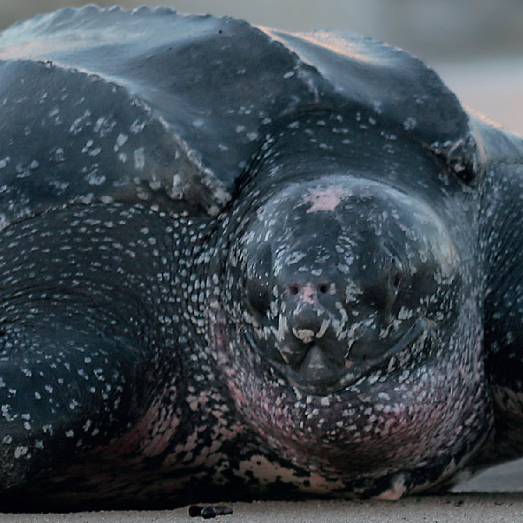 Tortuguero