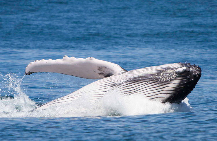 Ballenas Jorobadas en Costa Rica