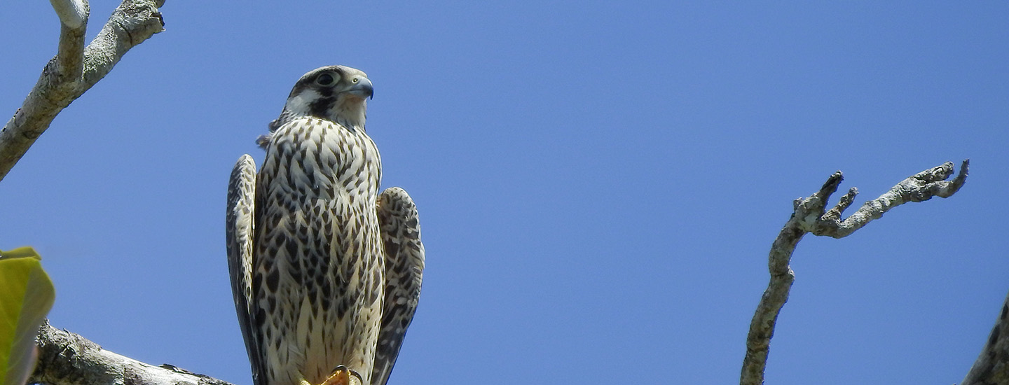 Migration of Birds of Prey - Costa Rica