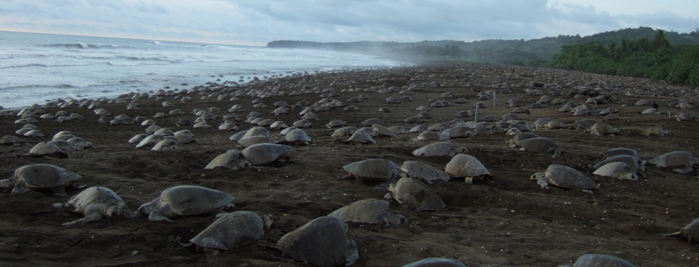 Observación de Tortugas Marinas en Costa Rica