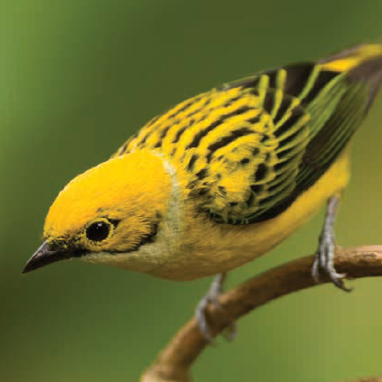 Observación de Aves