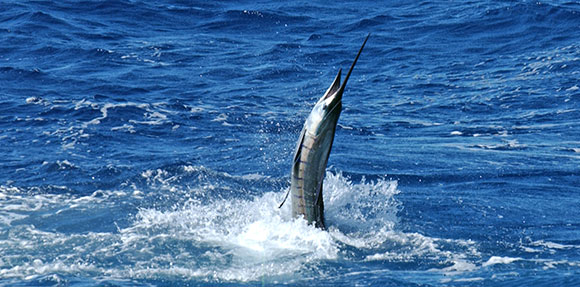 Pêche aux Costa Rica