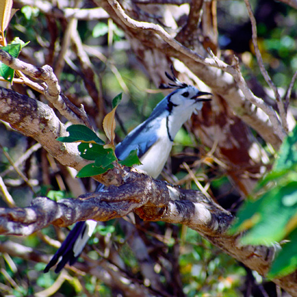 Guanacaste