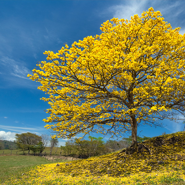 Guayabo