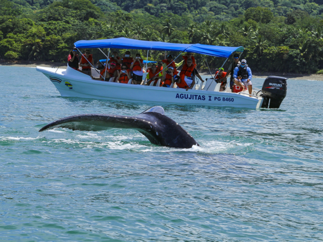 Ballena Infocenter Agencia de Viaje Receptiva