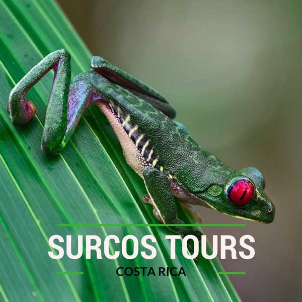 Surcos Tours