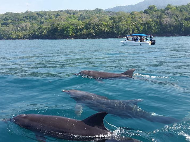 Dolphin Tours