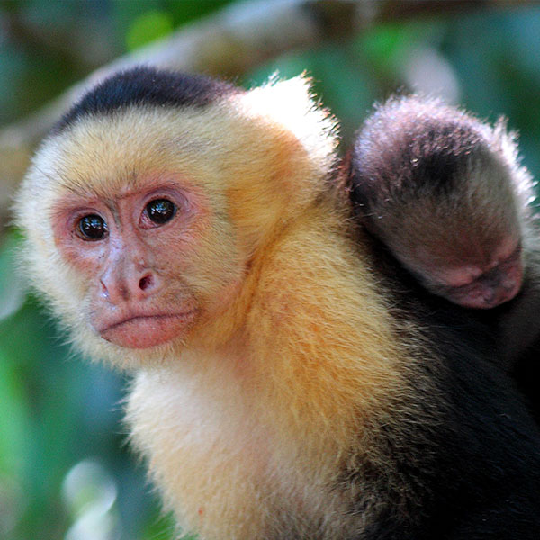 Manuel Antonio