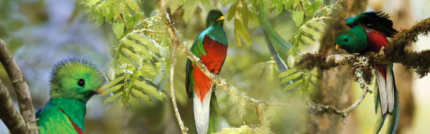 quetazales en costa rica