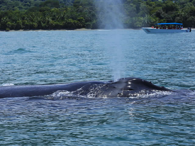 Ballena Jorobada Tour